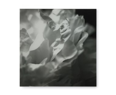 Black & White Flower - Acrylic Dry Mount / H